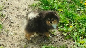 Померанский шпиц