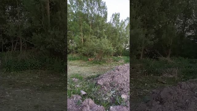 Весна в разгаре, птички поют и щебечут!