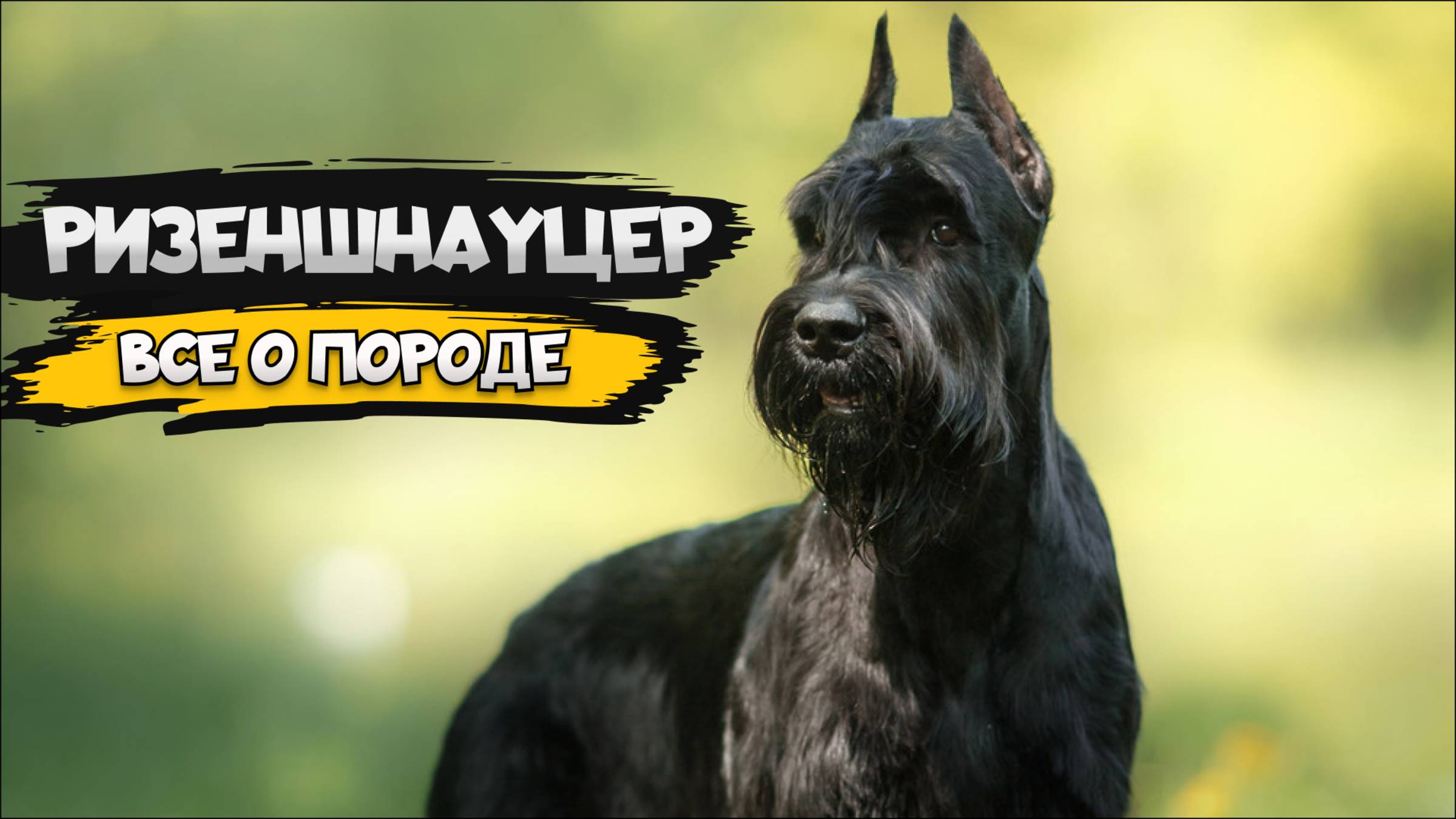 Ризеншнауцер - Все о породе собаки | Собака породы Ризеншнауцер
