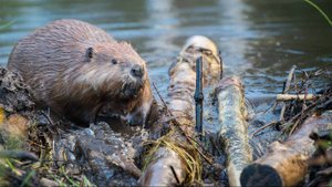 Ижевск. Бобры в Подборенке— это символ чистоты и перспектива жизни водоема...