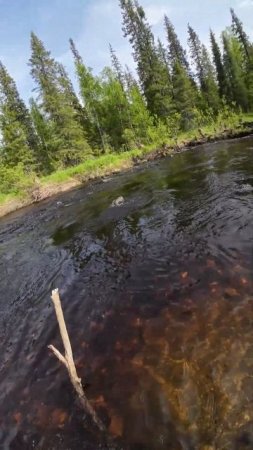 #shorts Хариус настоящий боец! Не прощает ошибок #рыбалка #fishing
