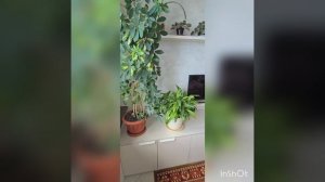 Квартира