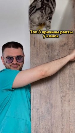 Топ 3 причины рвоты у кошек
