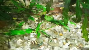 Это просто дикий лес юрского периода!