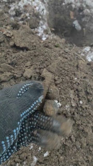 пошук з металошукачем 🖐️🌲🤫 #клад #лес #2024 #металошу? смотреть онлайн