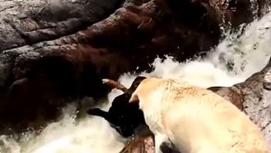 ШОК! Она знала! Собака спасла жизнь!