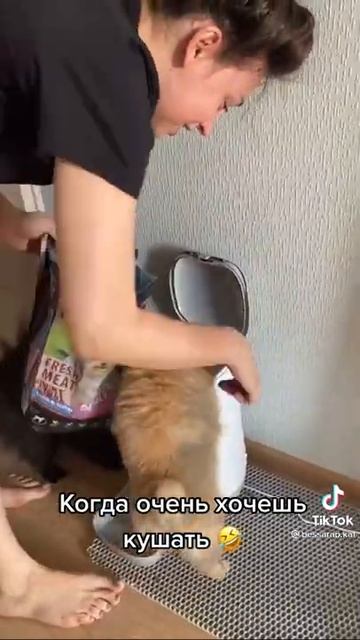 самый голодный  шпиц в мире