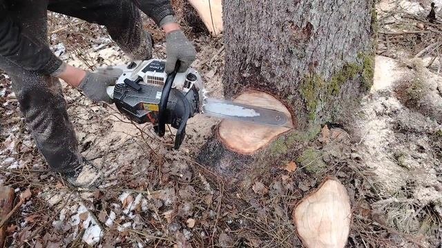 Сухостой с большим уклоном // Валка неудобного дерева /