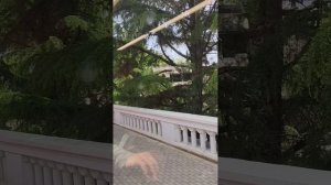 Сочи Сухум поезд " Диоскурия "...