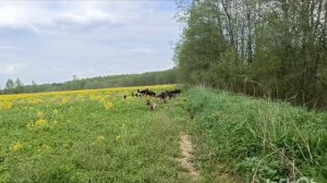 Дик Найт Эль'Тайм. прогулки щенков.