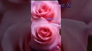 Рәдиф Хужаев - Пар ҡанаттар