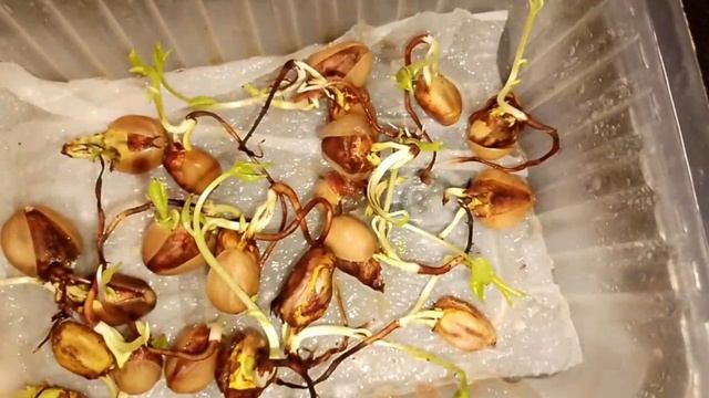 Семена иранской фисташки для проращивания Россия смотреть онлайн