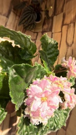 Фиалка Зима Улыбается 13 04 25г