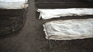 Заморозок, вторая половина мая.