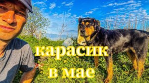 Карась на поплавок в мае