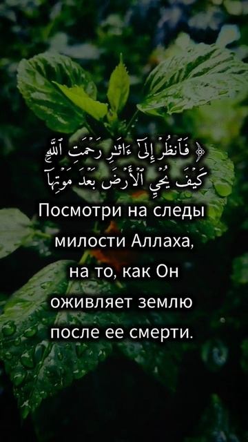 Сура 30 "Ар-Рум" Аят 50 смотреть онлайн