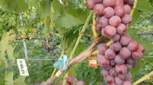 Виноград "Огненный","Подарок Елене","Подарок Ирине",     "Эталон" на 27.07.24г.+7(918)47 00 828.