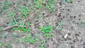 лес это красота