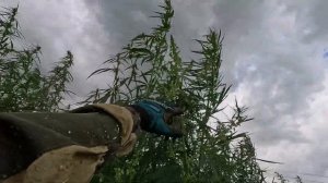 Покос высокой травы триммером Stihl FS235