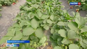 Специальный репортаж: «Вот это ягодка!»