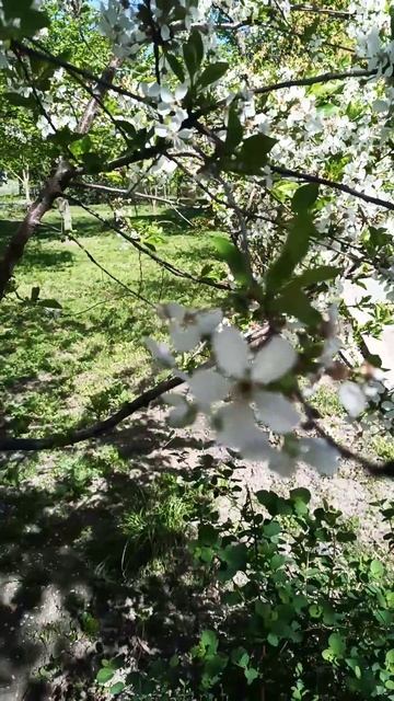 Вишневый сад смотреть онлайн