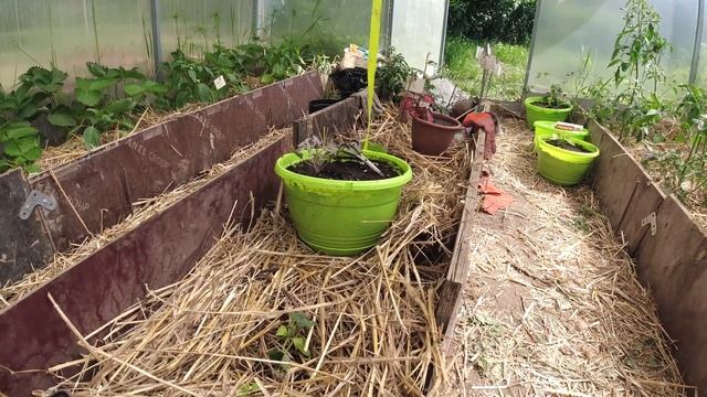 Обзор теплицы в начале лета смотреть онлайн