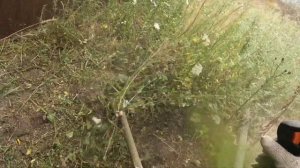 Покос бурьяна кусторезом Stihl FS 561 / Mowing grass with a brush cutter stih