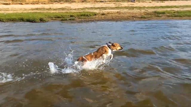 🐶Боник купается в речке🌊🌞Игры,Веселье в воде.☀️.Поездка на природу №7