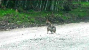 Русская гончая Аргон вл. Шатров В.А.#охотасгончей#собака #животные #топ #hunting