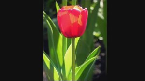 Как он красив, тот пламенный цветок! Татьяна Лаврова.