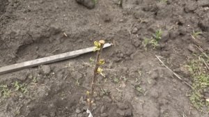 18.05.26 После дождей травы наросло много.