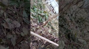 Тест секаторів Okatsune 103/Chikamasa ps 7-8/ARS vs-8xz