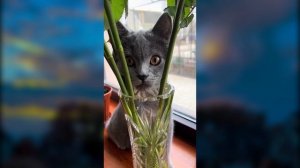 🔥 Самые смешные животные 😂 Приколы с котами и собаками 2025 😺🐶
