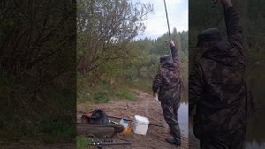 Рыбалка в середине мая. Пошел чехонь. Ловля на донную маховую удочку.