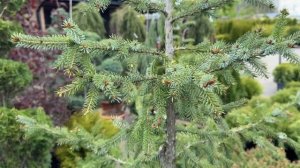 Обзор растений 🪴 перед отправкой 🚛 нашим клиентам