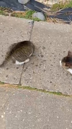 cats on road making fun #catreaction #funny #catvideos #pets #shaababies #cute #