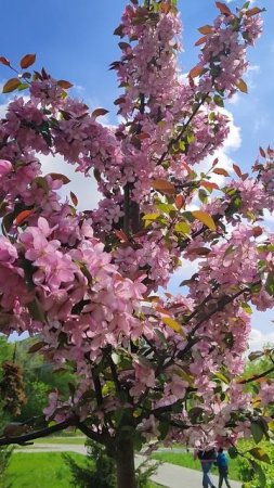 Красота 🌸