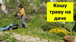 Кошу траву на даче. Зачем нам ёлки гиганты?