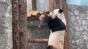 🐼 Панда Жуи из Московского зоопарка демонстрирует мастерство настоящей мужской зарядки.