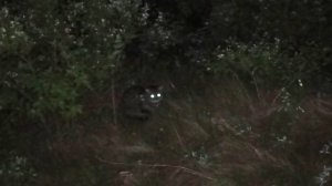 Прогулка по ночному лесу