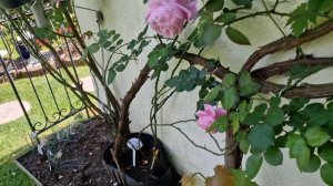 Our last summer #rose #розы #climbing лучшая плетистая. От весны до з?