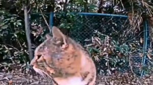 Мем кот-носок