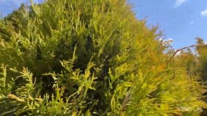 Туя западная Рейнголд “Rheingold”