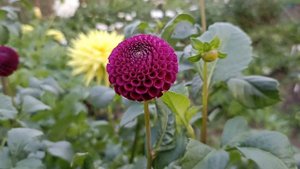 Георгин Рокко . Dahlia Rocco .