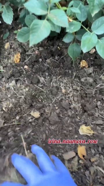 Плодородная почва для роз. #орозахза1минутуиринанаумо смотреть онлайн