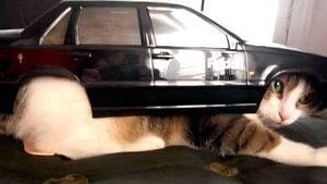 СМЕШНЫЕ КОТЫ 2025 ЛУЧШИЕ ПРИКОЛЫ С КОТАМИ, КОШКИ, КОТИКИ, СОБАЧКИ, СМЕШНОЕ ВИДЕО