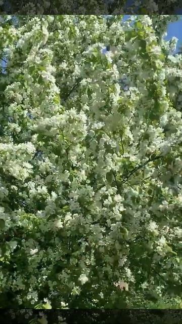 Солнечный Санкт-Петербург