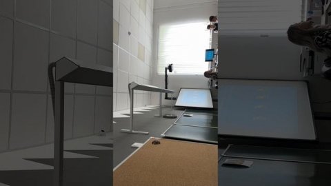 Окружающий мир