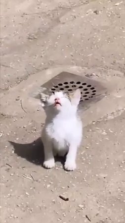 Котов не понять.