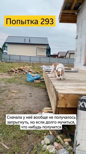 Стаффорд смешно и очень больно #staffordshire #shorts